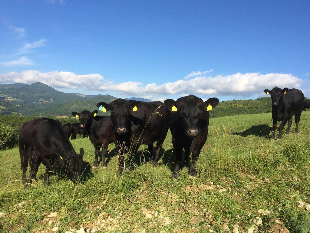 Agriturismo Fontandrone Villa Pieve Santo Stefano Exteriör bild